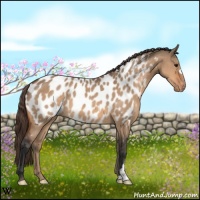 Horse Color:Bay Dun Appaloosa 