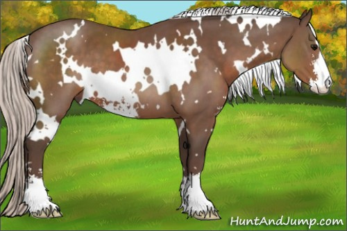 Horse Color:White Spotted Silver Black Sabino 