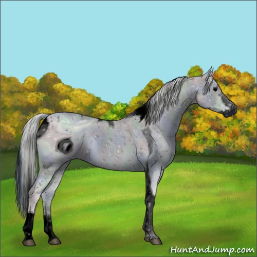 Horse Color:ERROR: UNKNOWN ANOMALY