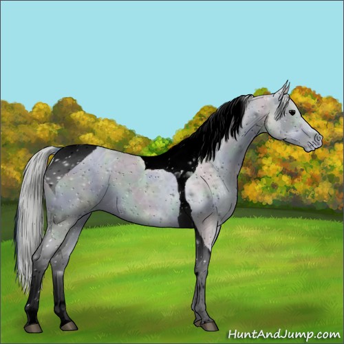 Horse Color:ERROR: UNKNOWN ANOMALY