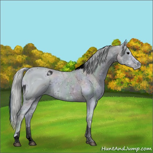 Horse Color:ERROR: UNKNOWN ANOMALY