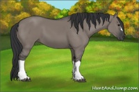 Horse Color:Grullo 