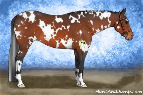 Horse Color:White Spotted Bay Varnish 