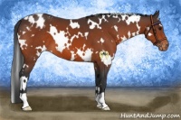 Horse Color:White Spotted Bay Appaloosa