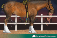 Horse Color:Chocolate Palomino 