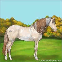 Horse Color:White Spotted Smoky Grullo Pearl Rabicano