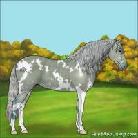 Horse Color:Watercolor White Spotted Silver Grullo 