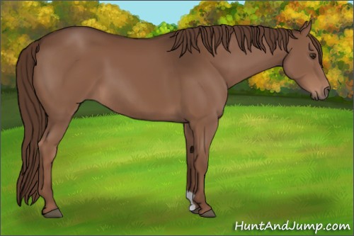 Horse Color:Liver Chestnut