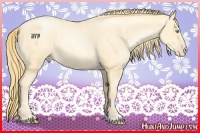 Horse Color:Buckskin Roan Pearl and Buckskin Roan Pearl