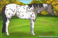 Horse Color:Grullo Tobiano Appaloosa 