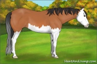 Horse Color:Bay Splash 