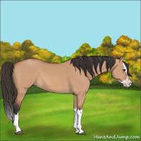 Horse Color:Bay Dun Sabino Splash 