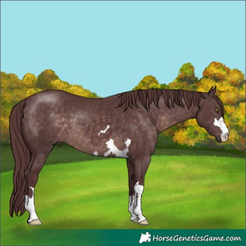 Horse Color:Platinum Chocolate Brown