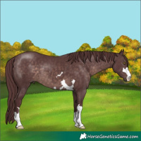 Horse Color:Platinum Chocolate Brown 