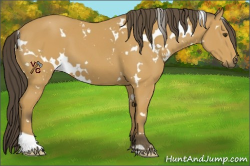 Horse Color:White Spotted Buckskin 