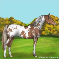 Horse Color:White Spotted Liver Chestnut Varnish 