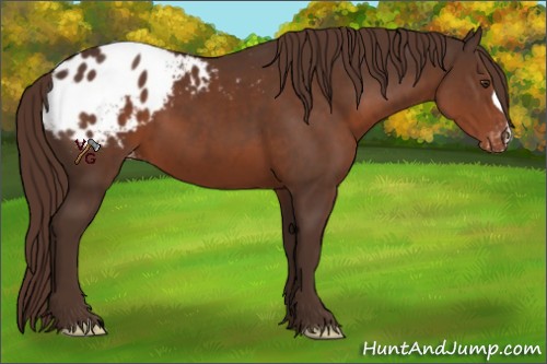 Horse Color:Liver Chestnut Appaloosa 