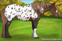 Horse Color:Liver Chestnut Appaloosa 