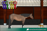 Horse Color:Brown Dun 
