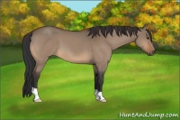 Horse Color:Bay Dun