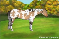 Horse Color:White Spotted Buckskin Dun 