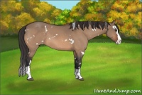 Horse Color:White Spotted Brown Dun Splash Appaloosa 