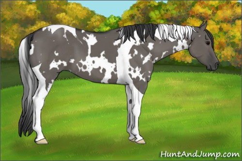 Horse Color:White Spotted Grullo Tobiano 