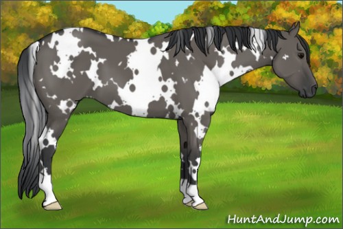 Horse Color:White Spotted Grullo 