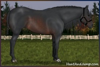 Horse Color:Brown 