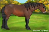 Horse Color:Bay Splash Frame