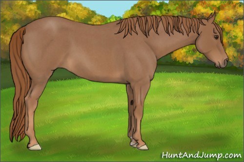 Horse Color:Red Roan Sabino 