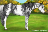 Horse Color:White Spotted Black 
