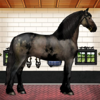 Horse Color:Void White Spotted Brown Dun Tobiano Appaloosa 