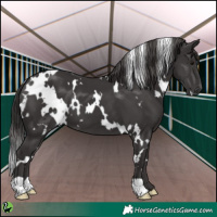 Horse Color:White Spotted Smoky Black