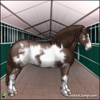 Horse Color:White Spotted Liver Chestnut Frame