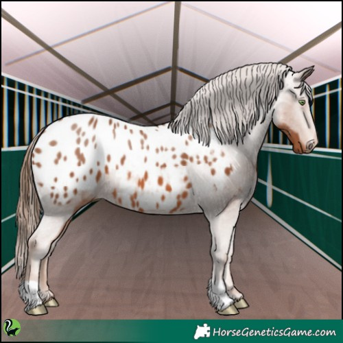 Horse Color:Chestnut Appaloosa 