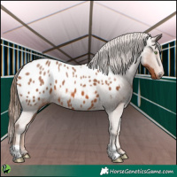 Horse Color:Chestnut Appaloosa 