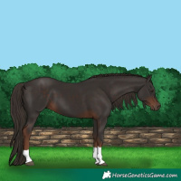 Horse Color:Liver Chestnut Tobiano 
