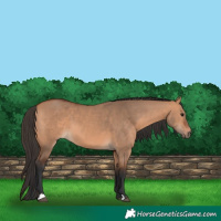 Horse Color:Bay Dun 