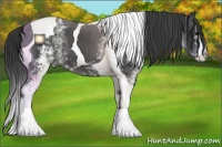 Horse Color:White Spotted Black Tobiano 