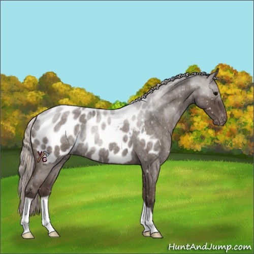 Horse Color:Silver Blue Roan Appaloosa 