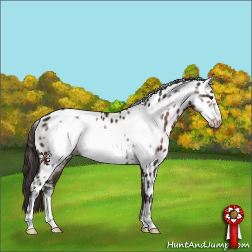 Horse Color:Liver Chestnut Frame Appaloosa 