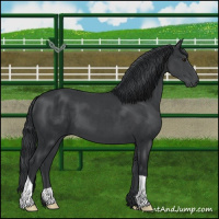 Horse Color:Black Chinchilla 