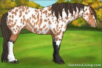 Horse Color:Bay Appaloosa 