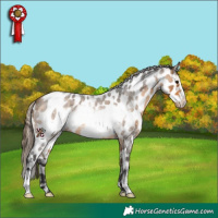 Horse Color:Buckskin Roan Frame Near Leopard 