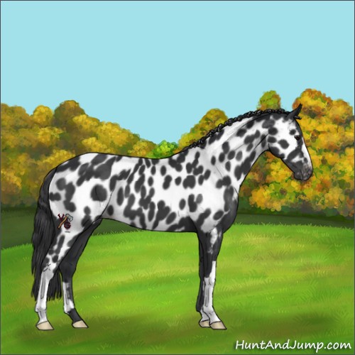 Horse Color:Black Near Leopard 