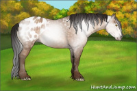 Horse Color:Gray Amber Champagne Sabino Appaloosa 