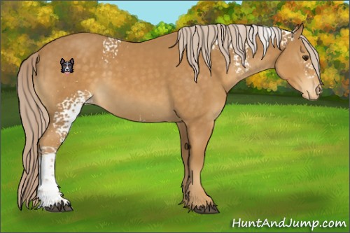 Horse Color:White Spotted Palomino Appaloosa 