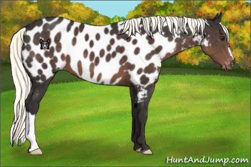 Horse Color:Liver Chestnut Appaloosa 