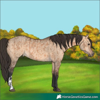 Horse Color:Bay Dun  and Bay Dun 